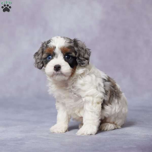 Heidi, Cavapoo Puppy